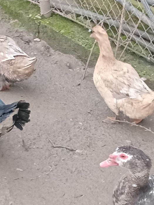 Rate roien de vinzare