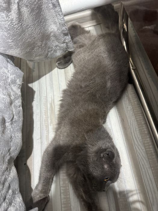 кошечки в добрые руки