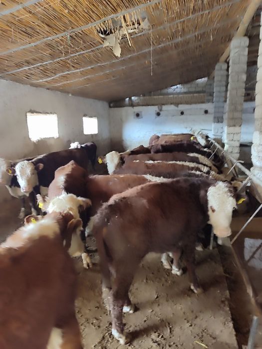 Semental grenford buqachalar sotiladi