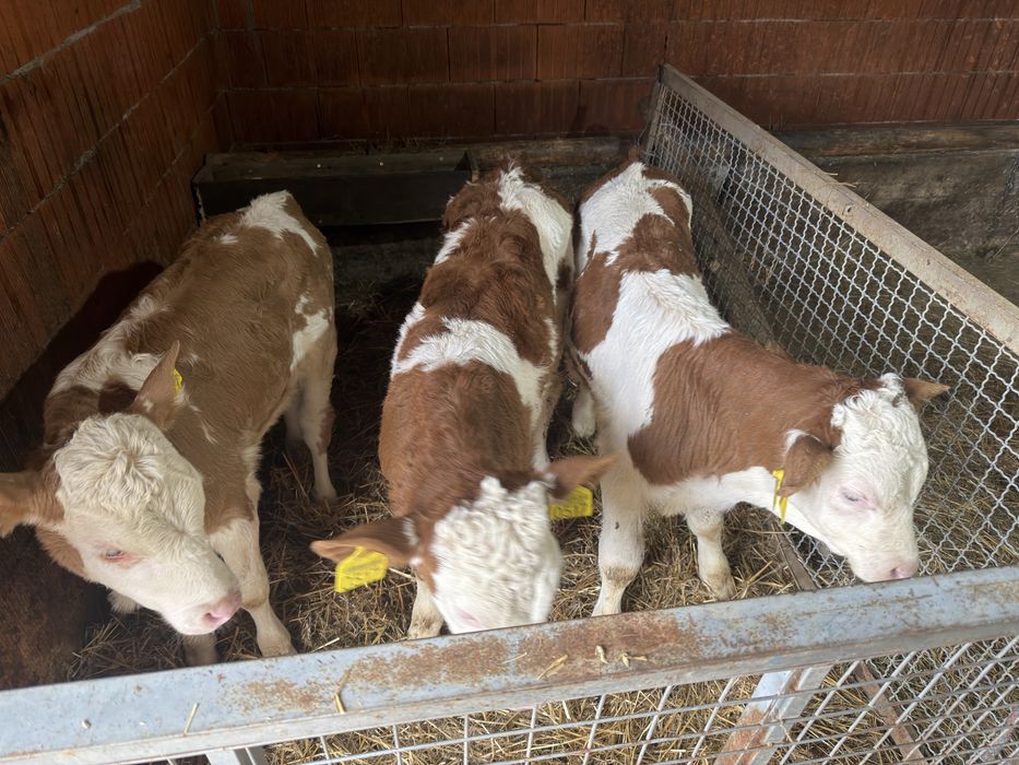 Vitei baltati doua femele si un mascul