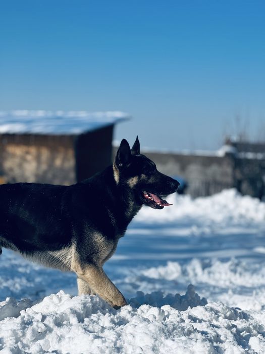 Вязка  овчарка (Кобель) ВЕО Обмен