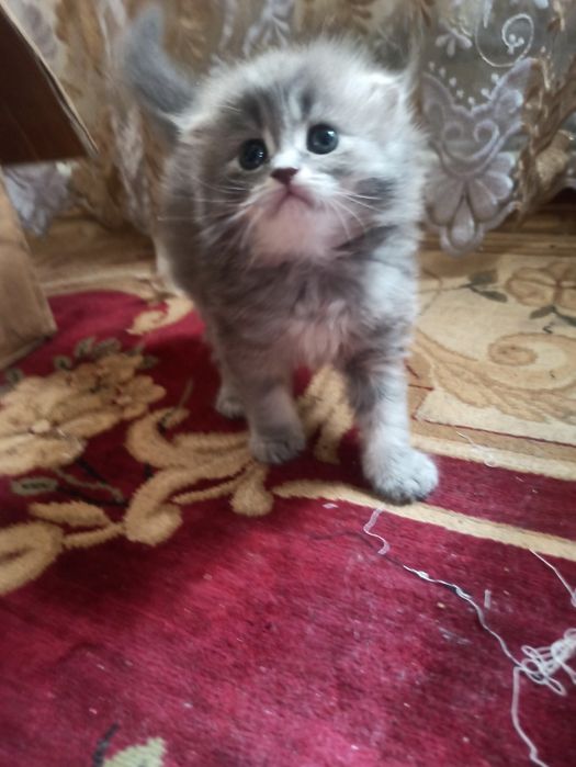 котятки здоровые от правильной вязки