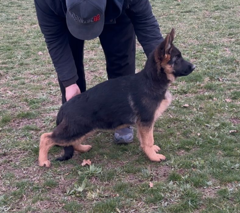 Femela ciobanesc german cu pedigree top