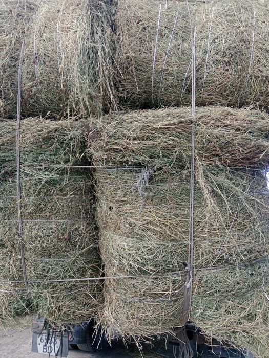 Сено люцерна жоношка урлон сатамын урлон жоношка сатамын жоношка сатам