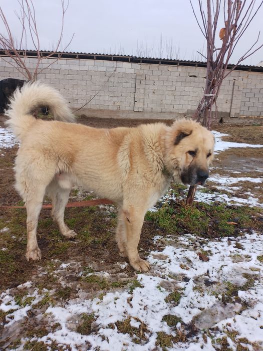 Тобет сатылады  перспективный