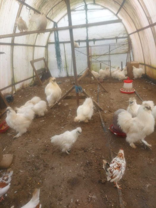 Vand gaini matase japoneza si pitice