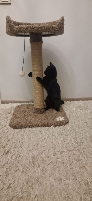 Когтеточка для кошек и лежанка. Зоодомики