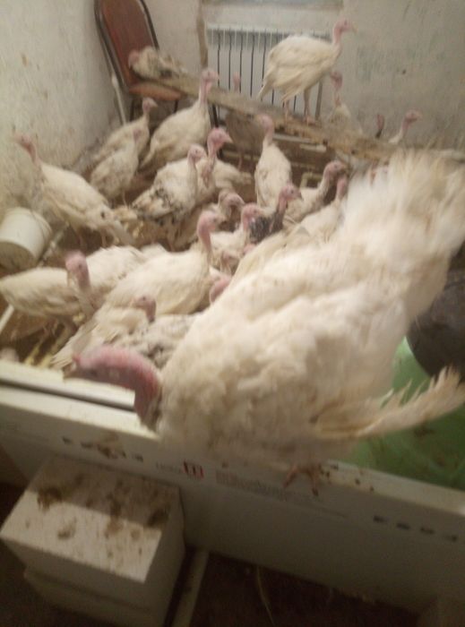 Инкубационное яйцо индейки