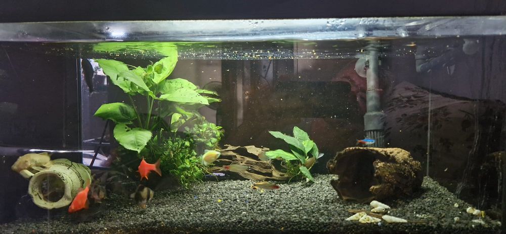 Acvariu pesti de 70litri