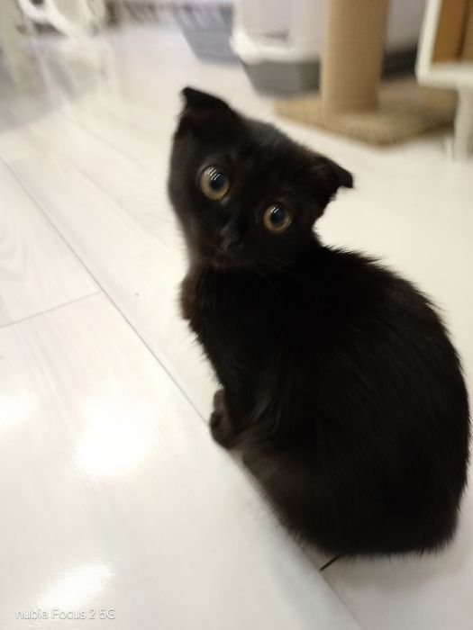 2 Котенка Шотладецы 1000