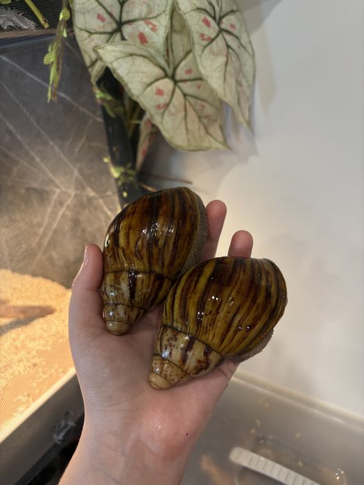 Архахатины овум грей ( сильвер )