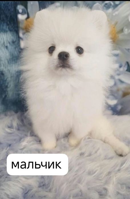 Померанский шпиц щенки