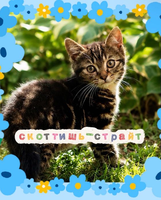 Шотландские котята
