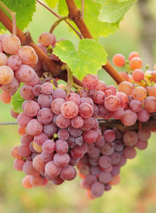 Struguri Vin Feteasca Pinot Traminer Cabernet