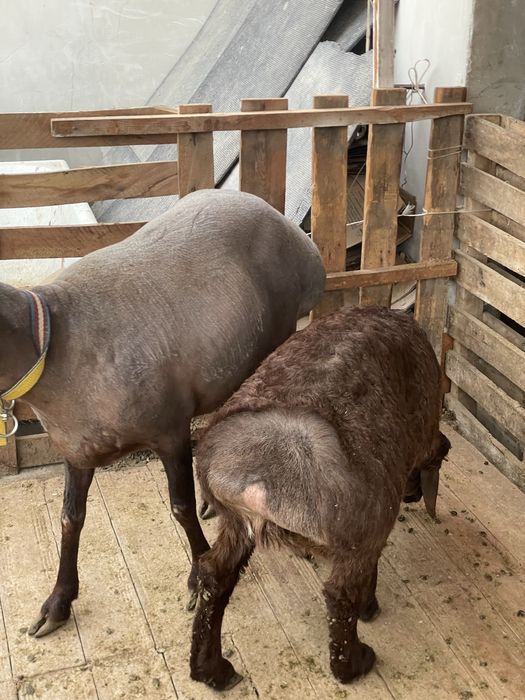 Она болани зури насл ишкибозларига