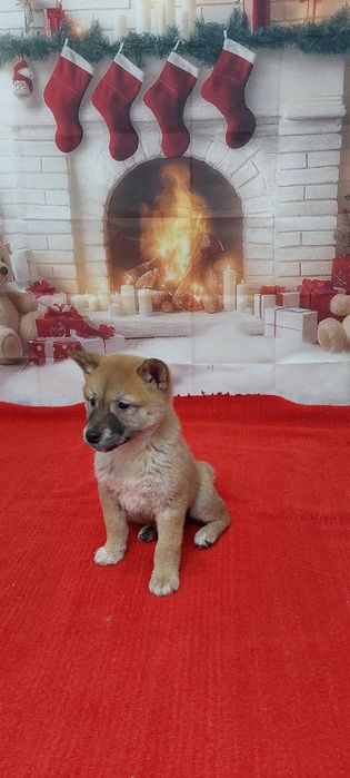 Шиба Ину Shiba inu