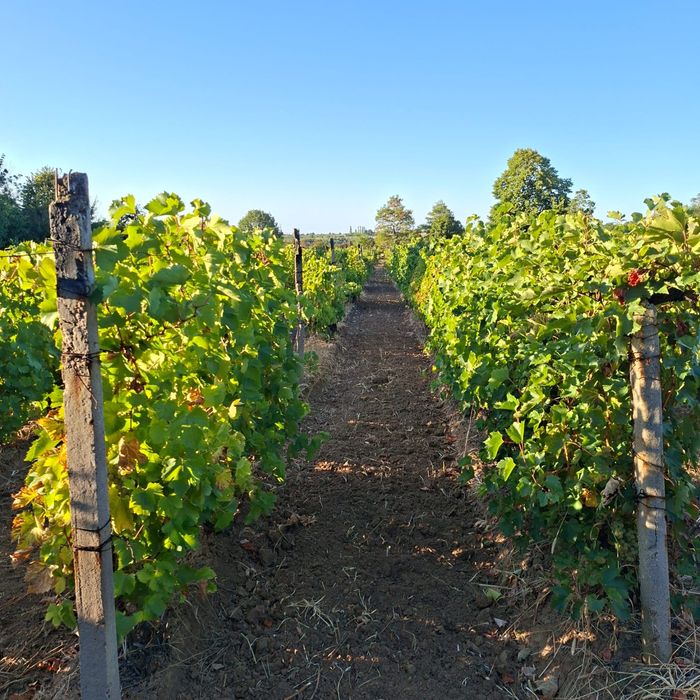 Direct din podgoriile Vrancei – Struguri buni de vin, culeși la timp!