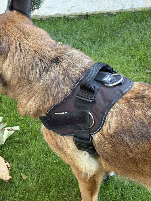 Ham caini K9 si set genti laterale