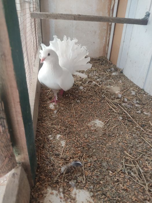 Продам два голубя павлина