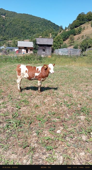 Viței de vânzare