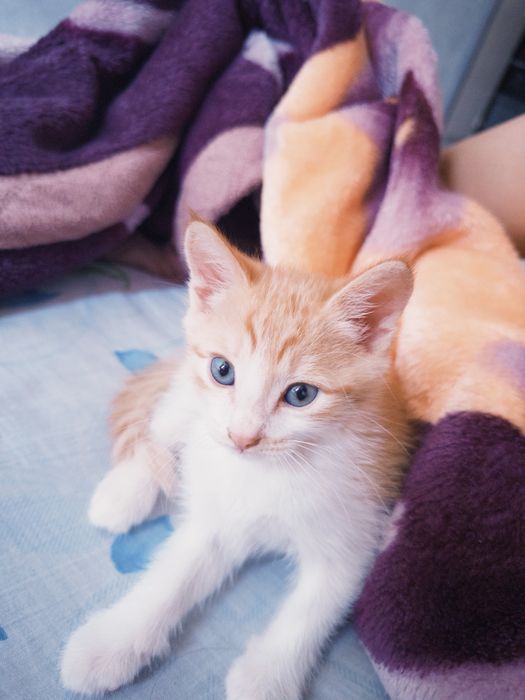 Кошка.