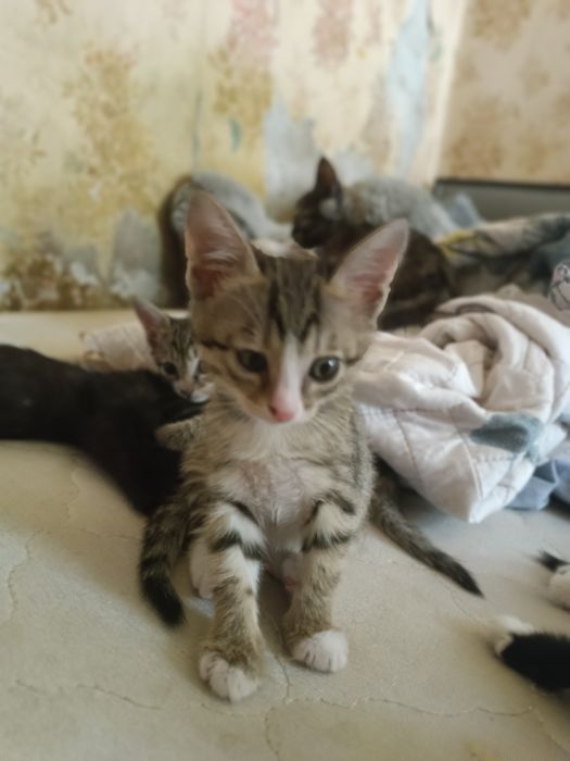 Котята в добрые руки