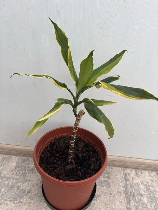 Продаются комнатные цветы