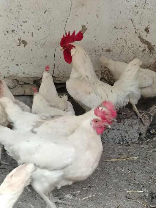 Tovuqlar sotiladi