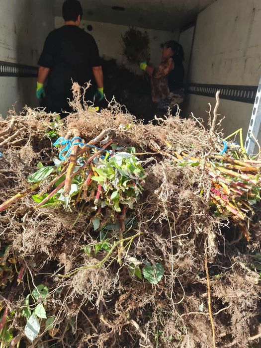 Продавам корени от малини