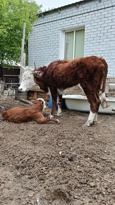 Бұзаулы сиыр сатылады.