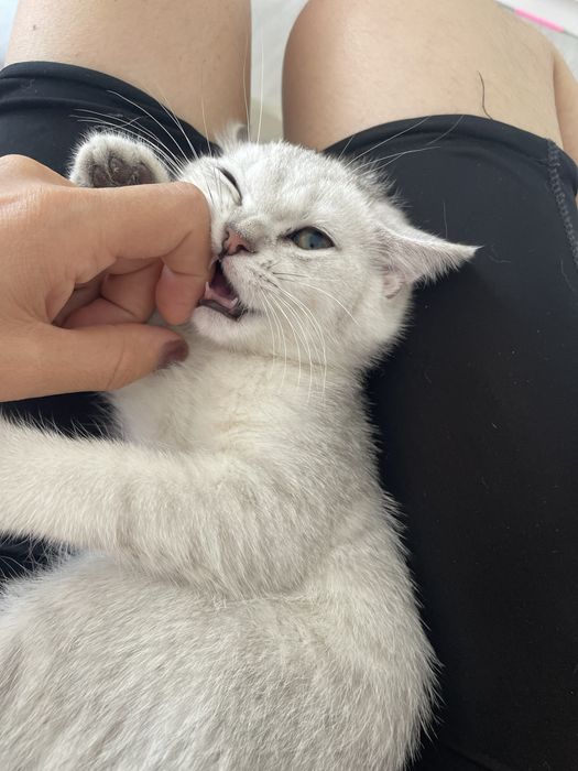 Serebristiy shinshilla bolalari