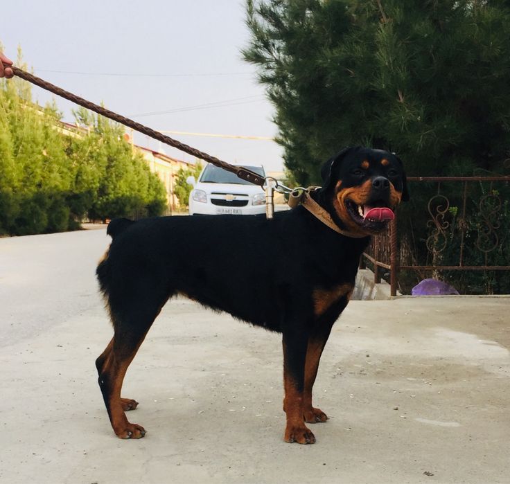 РОТВЕЙЛЕР щенок на продажу