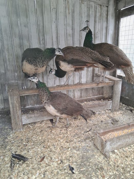 Pereche pauni. Fazani comuni/tenebrosi/curci si curcani