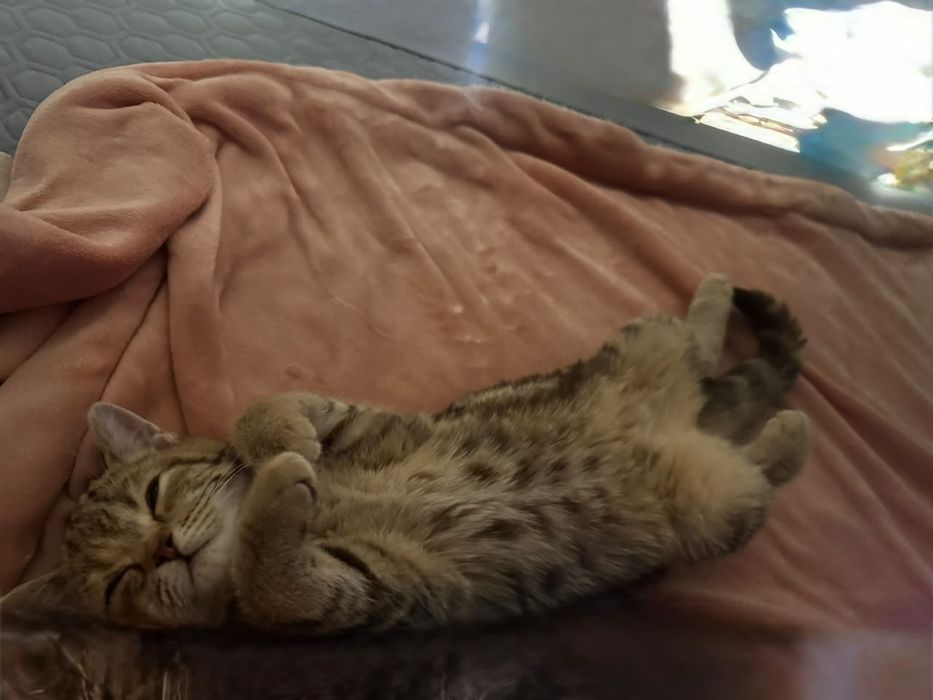 Продаётся шотландский котёнок, 4 месяца.