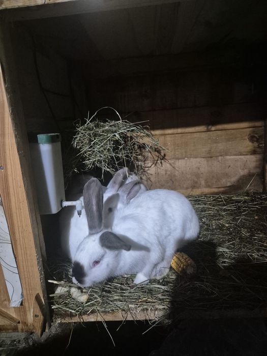 Iepurași de vânzare