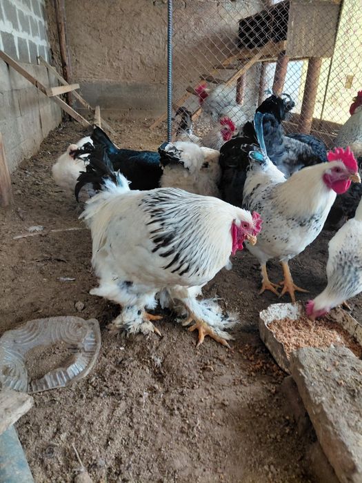 Қораздар Брамма. ЛЕГОРН АДЛЛЕР