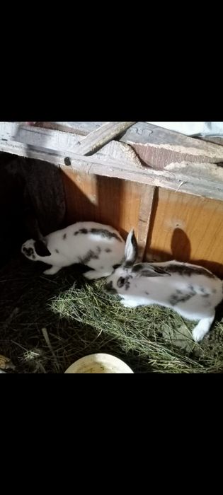 Кролики породы строкач