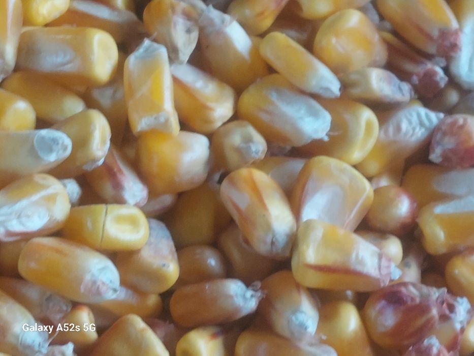 Vând porumb boabe producție 2025