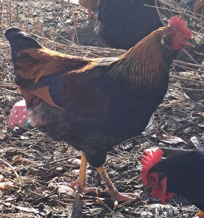 Продам петухов домашних