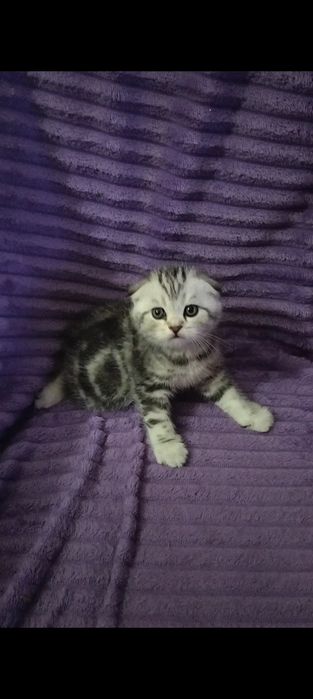 Бронь на шотладских котят с документами.