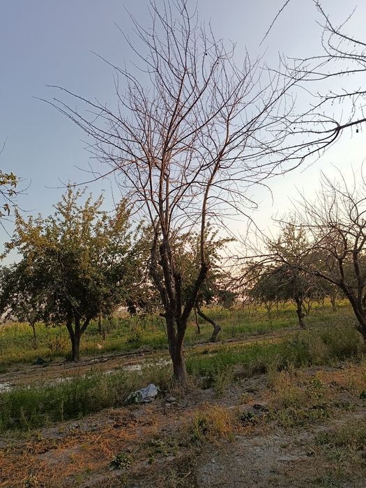 Oʻtin sotiladi quruq daraxt maydalab olib ketish kerak faqat.