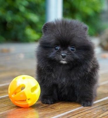 Vand pui Pomeranian femela talie mini rasa pura detin ambii parinti