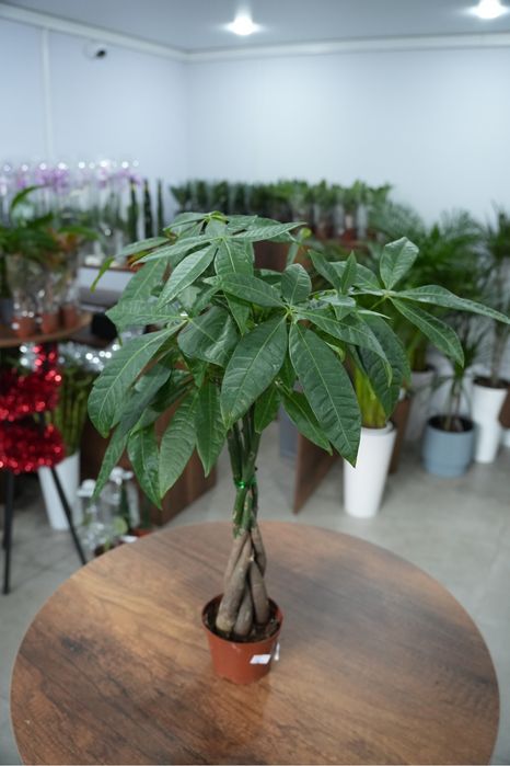 Пахира Актавика 55 см