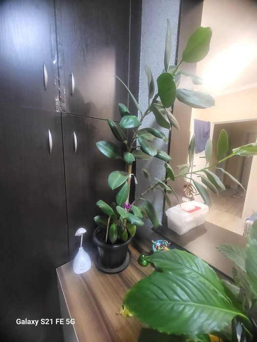 Фикус рост 100см