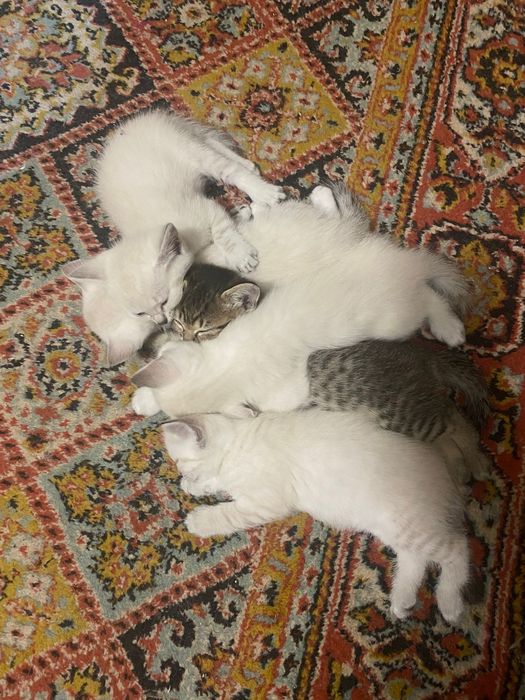 Котята в надёжные руки