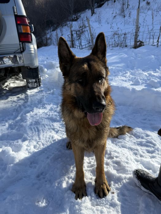 немецкая овчарка на вязку