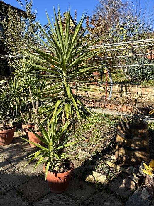 Продажба на Палми! Цена по договаряне!