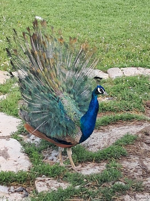Paun de 3 ani si paunita de un an  la suceava cacica  pentru mai multe detali sunati