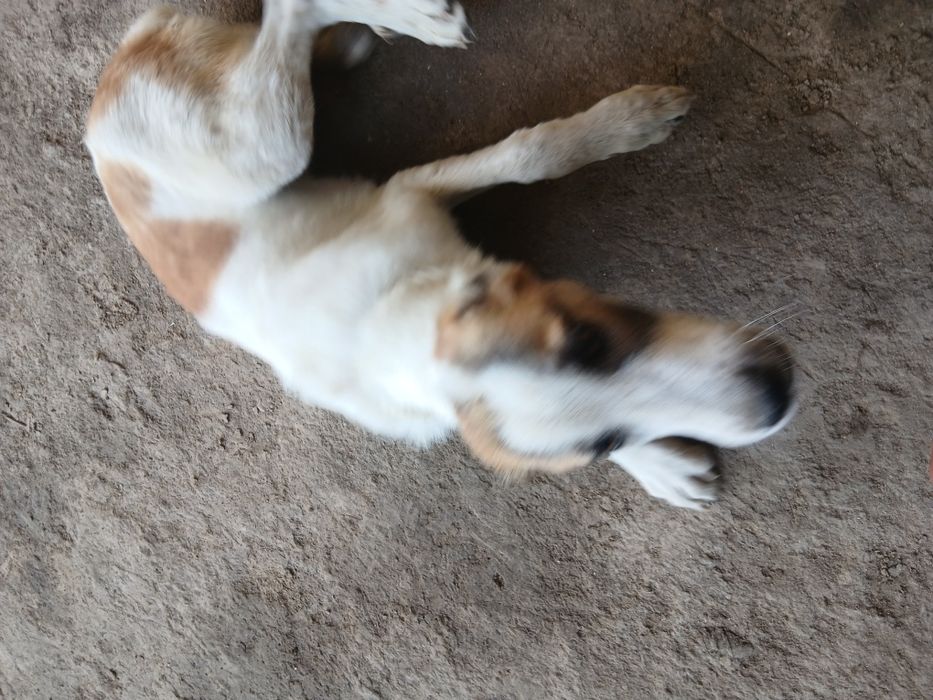 6 ti panja it juda oyin qaroq