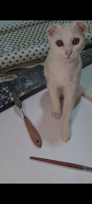 Белый вислоухий котёнок девочка